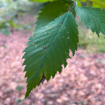 Ulmus americana