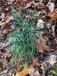 Pinus strobus