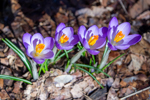 Crocus tommasinianus