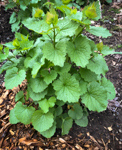 Alliaria petiolata