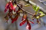 Acer rubrum