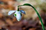 Galanthus nivalis